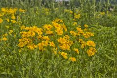 Lanceleaf Coreopsis, Coreopsis lanceolata Lanceleaf Coreopsis, Coreopsis lanceolata