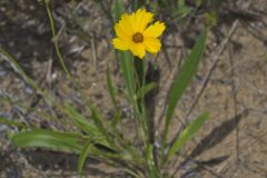 Lanceleaf Coreopsis, Coreopsis lanceolata Lanceleaf Coreopsis, Coreopsis lanceolata
