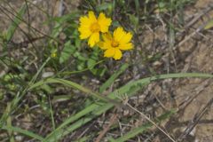 Lanceleaf Coreopsis, Coreopsis lanceolata Lanceleaf Coreopsis, Coreopsis lanceolata