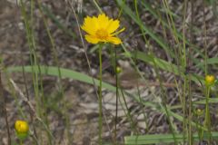 Lanceleaf Coreopsis, Coreopsis lanceolata Lanceleaf Coreopsis, Coreopsis lanceolata