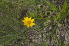 Lanceleaf Coreopsis, Coreopsis lanceolata Lanceleaf Coreopsis, Coreopsis lanceolata