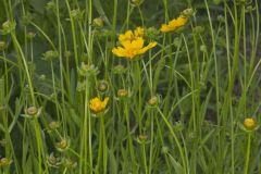 Lanceleaf Coreopsis, Coreopsis lanceolata