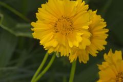 Lanceleaf Coreopsis, Coreopsis lanceolata Lanceleaf Coreopsis, Coreopsis lanceolata