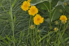 Lanceleaf Coreopsis, Coreopsis lanceolata Lanceleaf Coreopsis, Coreopsis lanceolata
