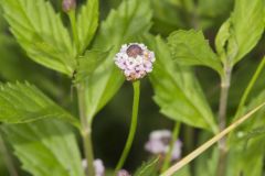 Lanceleaf Fogfruit, Phyla lanceolata