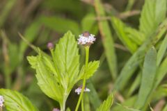 Lanceleaf Fogfruit, Phyla lanceolata