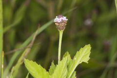 Lanceleaf Fogfruit, Phyla lanceolata