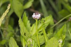 Lanceleaf Fogfruit, Phyla lanceolata