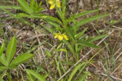 Lanceleaf Loosestrife, Lysimachia lanceolata
