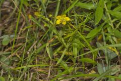 Lanceleaf Loosestrife, Lysimachia lanceolata