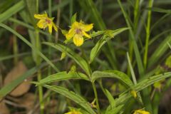 Lanceleaf Loosestrife, Lysimachia lanceolata