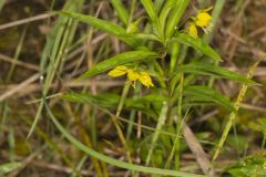 Lanceleaf Loosestrife, Lysimachia lanceolata