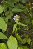 Lanceleaf selfheal, Prunella vulgaris ssp. lanceolata