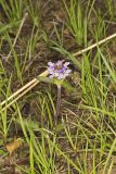 Lanceleaf selfheal, Prunella vulgaris ssp. lanceolata