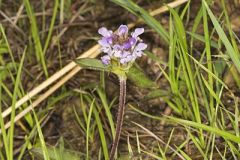 Lanceleaf Selfheal