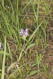 Lanceleaf selfheal, Prunella vulgaris ssp. lanceolata
