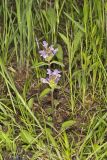 Lanceleaf selfheal, Prunella vulgaris ssp. lanceolata