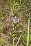 Lanceleaf selfheal, Prunella vulgaris ssp. lanceolata