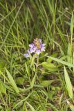 Lanceleaf selfheal, Prunella vulgaris ssp. lanceolata
