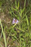 Lanceleaf selfheal, Prunella vulgaris ssp. lanceolata