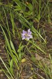 Lanceleaf selfheal, Prunella vulgaris ssp. lanceolata