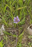 Lanceleaf selfheal, Prunella vulgaris ssp. lanceolata