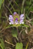 Lanceleaf selfheal, Prunella vulgaris ssp. lanceolata
