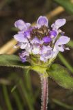Lanceleaf selfheal, Prunella vulgaris ssp. lanceolata