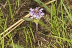 Lanceleaf Selfheal, Prunella vulgaris ssp. lanceolata