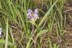 Lanceleaf Selfheal, Prunella vulgaris ssp. lanceolata