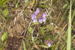 Lanceleaf Selfheal, Prunella vulgaris ssp. lanceolata