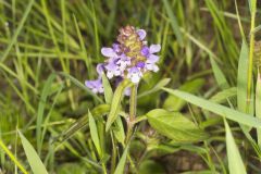 Lanceleaf Selfheal, Prunella vulgaris ssp. lanceolata