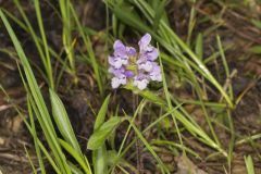 Lanceleaf Selfheal, Prunella vulgaris ssp. lanceolata