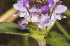 Lanceleaf Selfheal, Prunella vulgaris ssp. lanceolata