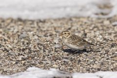 Lapland Longspur, Calcarius lapponicus