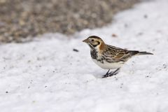 Lapland Longspur, Calcarius lapponicus