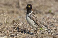 Lapland Longspur, Calcarius lapponicus