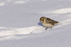 Lapland Longspur, Calcarius lapponicus