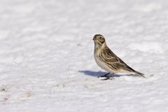 Lapland Longspur, Calcarius lapponicus