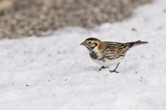 Lapland Longspur, Calcarius lapponicus