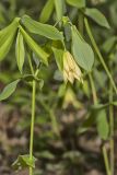 Large-flowering Bellwort, Uvularia grandiflora