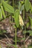 Large-flowering Bellwort, Uvularia grandiflora