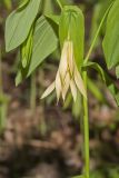 Large-flowering Bellwort, Uvularia grandiflora