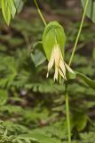 Large-flowering Bellwort, Uvularia grandiflora