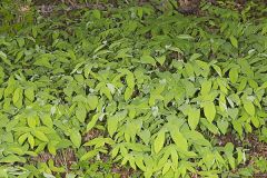 Large-flowering Bellwort, Uvularia grandiflora