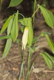 Large-flowering Bellwort, Uvularia grandiflora