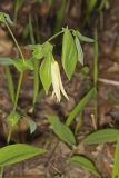Large-flowering Bellwort, Uvularia grandiflora