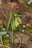 Large-flowering Bellwort, Uvularia grandiflora