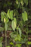 Large-flowering Bellwort, Uvularia grandiflora