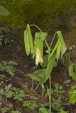 Large-flowering Bellwort, Uvularia grandiflora